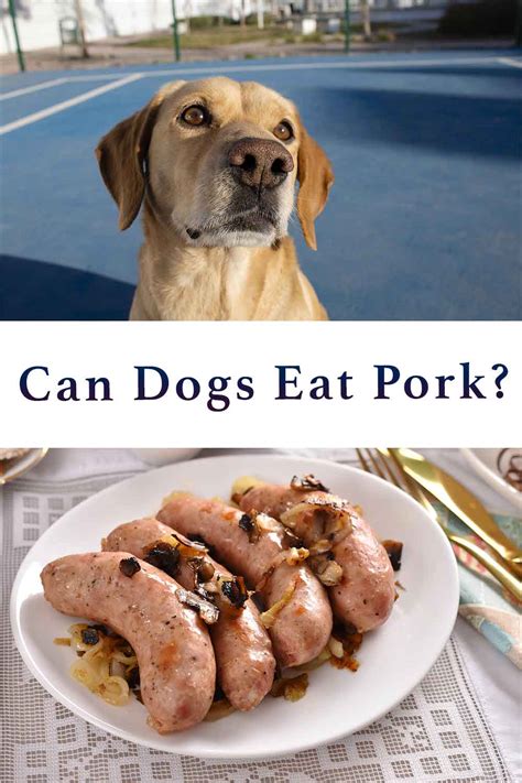 Can Dog Eat Pork